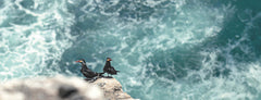 Thalassa - Aux quatre coins des océans