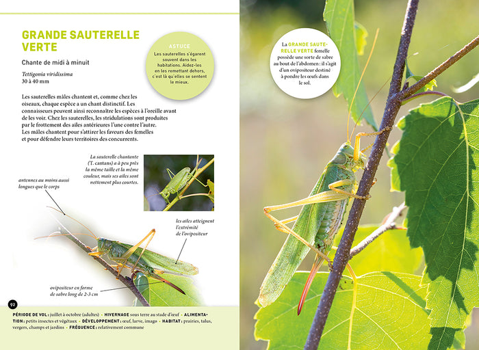 Quel est cet insecte ?