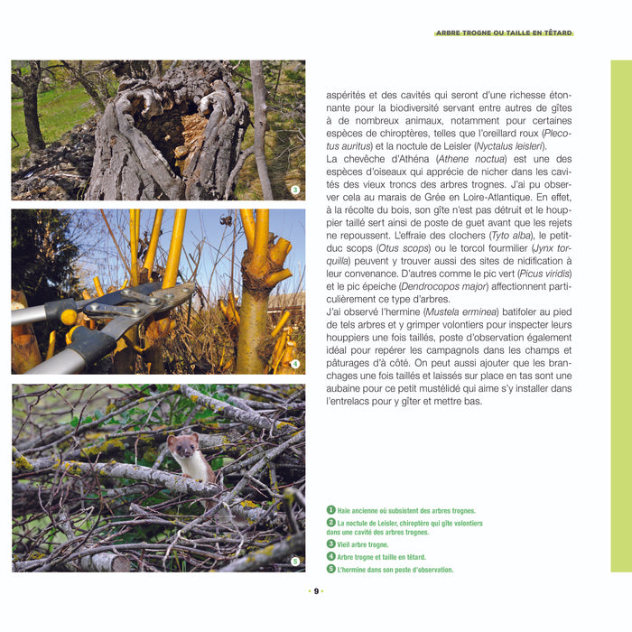 Branchages et bois morts au jardin