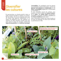 Mon balcon en permaculture