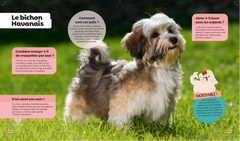 Tous les chiens