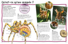 Les araignées - 100 infos à connaître