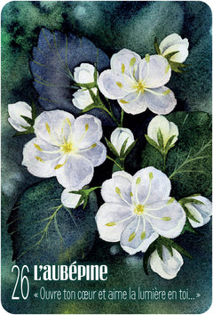 S'ouvrir à l'énergie des arbres