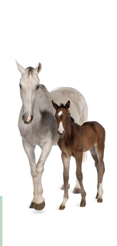 Les voix animales - Comprendre la communication animale