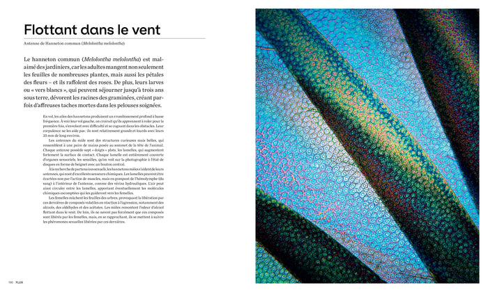 Les formes de la nature