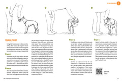 Les 5 sports canins gagnants