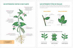 Reconnaître et cuisiner les plantes sauvages