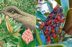 Jurassic Plantes - Ginkgos, magnolias, prêles... l'esprit jungle dans votre jardin