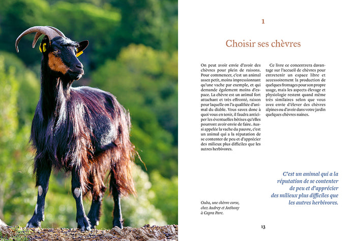 Élever des chèvres et faire son fromage