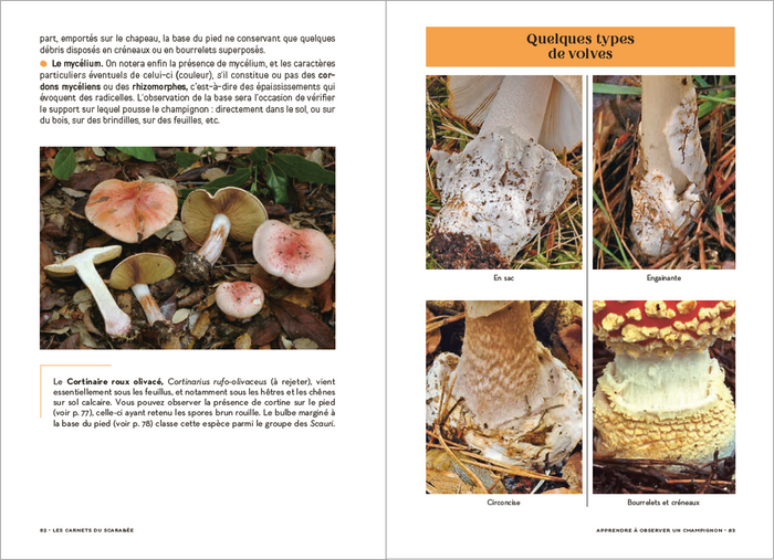 Les Carnets du Scarabée - Champignons