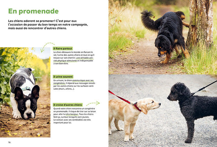 Pourquoi mon chien fait-il ça?