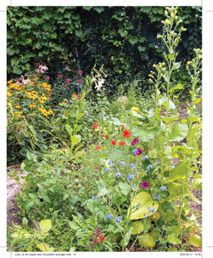 Je me soigne avec les plantes sauvages