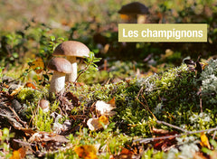 Reconnaître les bons champignons - Guide de terrain