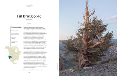 L'Atlas des arbres - Un incroyable tour du monde végétal