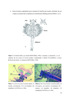 Biologie et écologie de l'Artemia