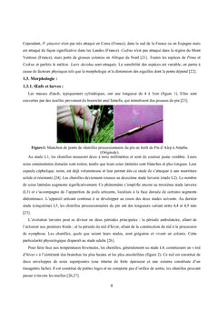 Les réserves énergétiques des chenilles de la processionnaire du Pin