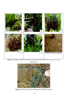 Les réserves énergétiques des chenilles de la processionnaire du Pin