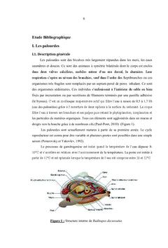 Amélioration de purification des palourdes
