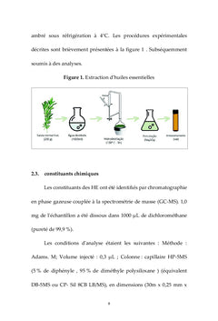 Salvia rosmarinus Spenn