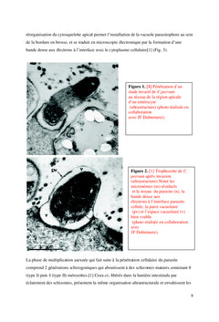 Le parasite Cryptosporidium sp chez les sujets souffrant de diarrhées