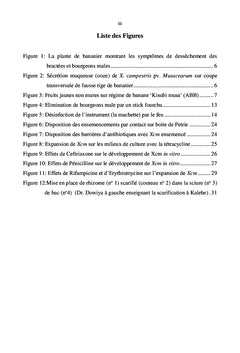 Contrôler le flétrissement bactérien de bananier et plantain