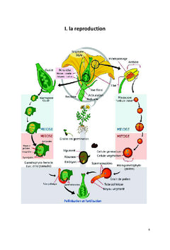 Biologie et physiologie de la reproduction chez les plantes à fleurs
