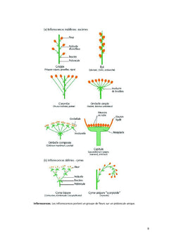Biologie et physiologie de la reproduction chez les plantes à fleurs