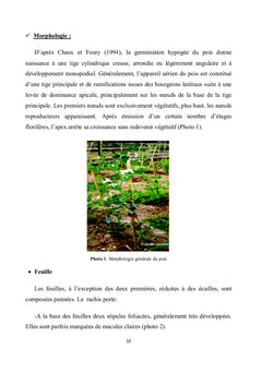 Variabilité agro morphologique et moléculaire chez le pois