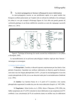 Culture in vitro de la pomme de terre