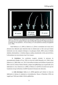 Culture in vitro de la pomme de terre