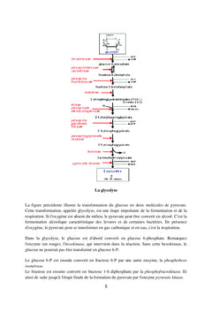 Les enzymes en industrie