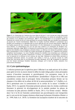 La septoriose du blé