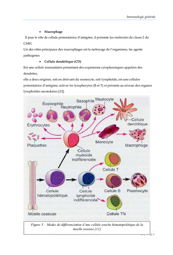 Immunologie Fondamentale
