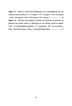 Feuilles de Stenochlaena tenuifolia (BLECHNACEAE)