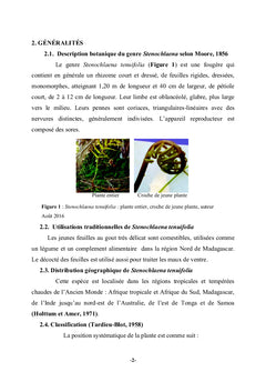 Feuilles de Stenochlaena tenuifolia (BLECHNACEAE)