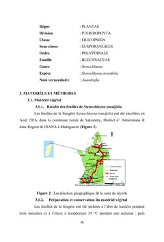 Feuilles de Stenochlaena tenuifolia (BLECHNACEAE)