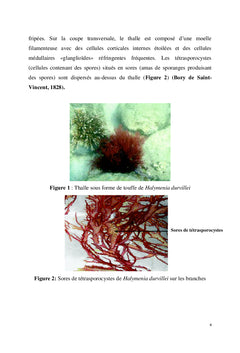Halymenia durvillei (RHODOPHYCEAE)