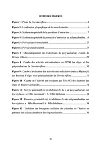 Feuilles de Grewia triflora