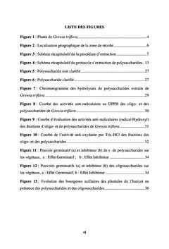 Feuilles de Grewia triflora