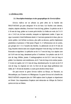 Feuilles de Grewia triflora