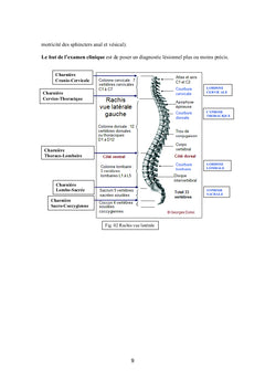 Examen pratique du rachis