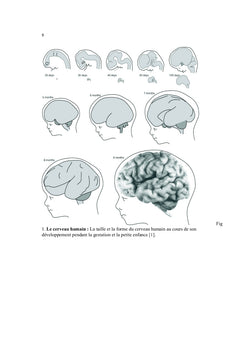 Développement du cerveau chez Homo sapiens du foetus à l'adulte