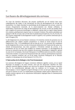 Développement du cerveau chez Homo sapiens du foetus à l'adulte