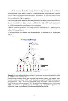 Mieux appréhender les Hémoglobinopathies