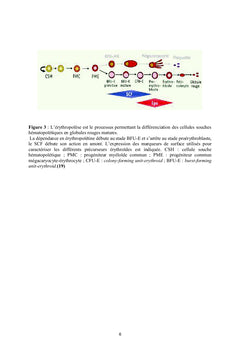 Mieux appréhender les Hémoglobinopathies