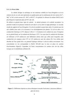 Etude de la Tolérance à la Salinité chez la Luzerne "Medicago"