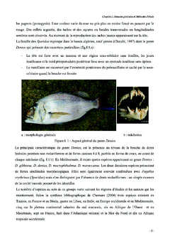 Dentex Maroccanus : le plus énigmatique des dentis du bassin algérien