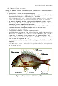 Dentex Maroccanus : le plus énigmatique des dentis du bassin algérien