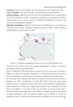 Dentex Maroccanus : le plus énigmatique des dentis du bassin algérien