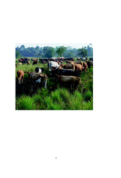 Elevage des bovins dans les paturages naturels semi-inondes